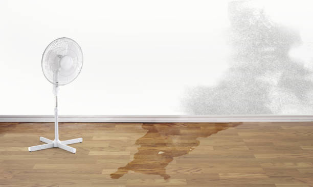 Best Water damage restoration near me  in San Pasqual, CA